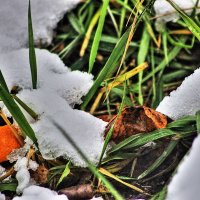 Сокровища под снегом  Снято сегодня :: олег свирский 