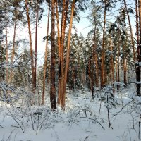 зимний лес 2 :: Александр Прокудин