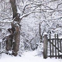 В снежное  королевство... :: Елена Иванова