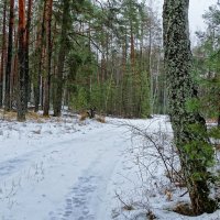 Дождь в декабре (из поездки по области) :: Милешкин Владимир Алексеевич 