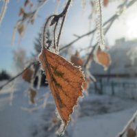 Зимние красоты декабря :: Алексей Кузнецов
