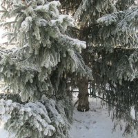 Зимние красоты декабря :: Алексей Кузнецов