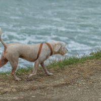 Пёс бредущий берегом моря... :: Аркадий Григораш