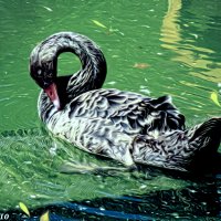 Лебедь на пруду :: Нина Бутко