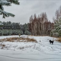 Первые шаги зимы 2 :: Андрей Дворников