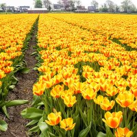 Тюльпановые поля в окрестностях Амстердама :: Константин Подольский