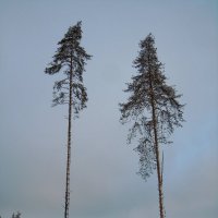 На лесной вырубке :: Татьяна Егорова