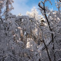 Ажурное плетение зимы. :: Владимир Безбородов