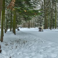 Прогулки по Зимнему Парку :: юрий поляков