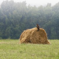 На своей копне. :: Юрий Харченко