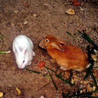 Кролики - это не только ценный мех, но и... :: Александр Корчемный