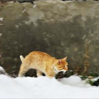 "Спешат в морозы всякий раз дворовые коты уйти в подполье" :: Людмилаfdnjgjhpnhptn 