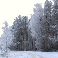 зима :: Владимир Зеленцов