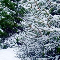 Снег, снежок. :: Зоя Чария