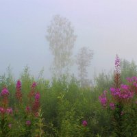В тумане :: Сергей Чиняев 