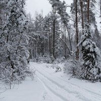 Зимний лес :: Милешкин Владимир Алексеевич 