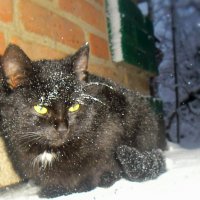 Черный кот :: Проніна Олена 