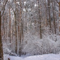 *** :: Владимир Безбородов