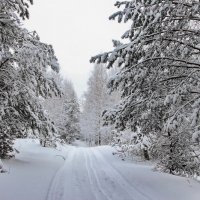 Стихает снегопадная метель... :: Лесо-Вед (Баранов)
