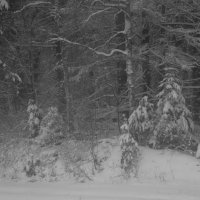 Снег в лесу :: oleg pfff 