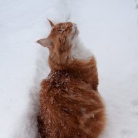 Как прекрасен этот снег! :: Татьяна Смирнова