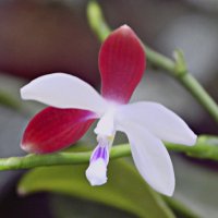 Царство орхидей :: Nikolay Monahov