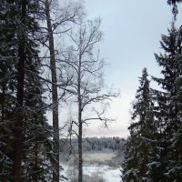 Зимний лес :: Татьяна Егорова