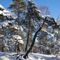 Солнечное утро :: Николай Танаев