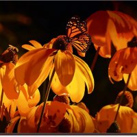 Butterfly and flowers. (работа выполненная на графическом планшете Huion.) № 72 :: Anatol L
