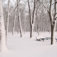 Снегом белым-белым... :: Анна Владимировна