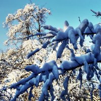 Красота :: олег свирский 