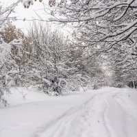 На краю леса зимой.. :: Юрий Стародубцев