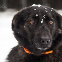 Ласка :: Ольга Милованова