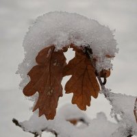 Укрыты снегом дубовые листья :: Милешкин Владимир Алексеевич 