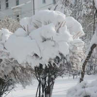 Чубушник в снегу :: Надежд@ Шавенкова