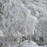 Сирень в снегу :: Надежд@ Шавенкова