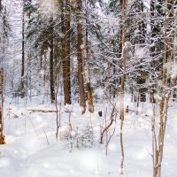 Зимний лес в январе. :: Вадим Басов