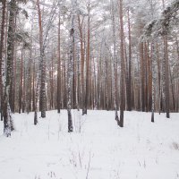Зимний лес :: Вадим Басов