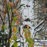 У берёзки зеленые листья зимой! :: Валентина  Нефёдова 