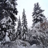 В зимнем лесу. :: Зоя Чария