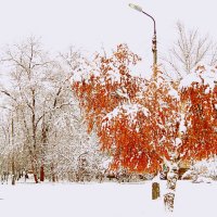 Запоздалая осень :: Галина 