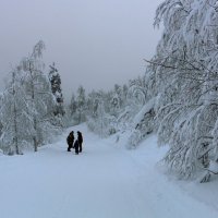Прогулки по сказочной зиме :: Ольга 