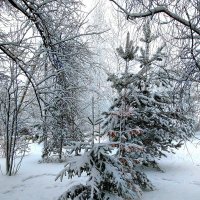 Новый снег. :: Sergey Serebrykov