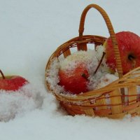 Яблоки на снегу. :: nadyasilyuk Вознюк