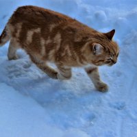 Мой тигровый питомец встречает меня на огороде. :: Венера Чуйкова