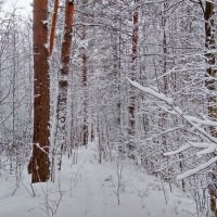 Морозно в лесу :: Фотогруппа Весна