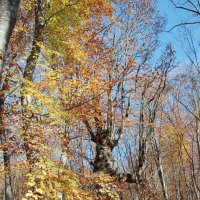 осенний крымский лес :: Асенька Ломакина