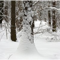 Снежная красота в январе :: ZNatasha -