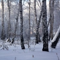 Лес  у  села :: Геннадий Супрун