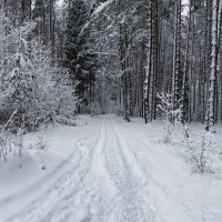 Зимний лес (из поездок по области) :: Милешкин Владимир Алексеевич 